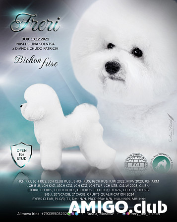 Bichon frise adult, male show class FCI Moscow  Moscow - photo 1