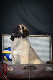 Chien de leonberg chiot, masculin breed class FCI Moscow 