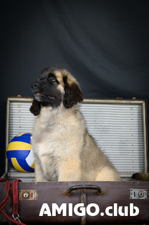 Leonberger kutsikas, mees breed class FCI Moscow  Moscow - изображение 1