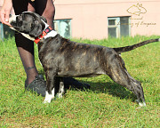 American staffordshire terrier cachorro, masculino breed class FCI Surgut  Delivery from Surgut