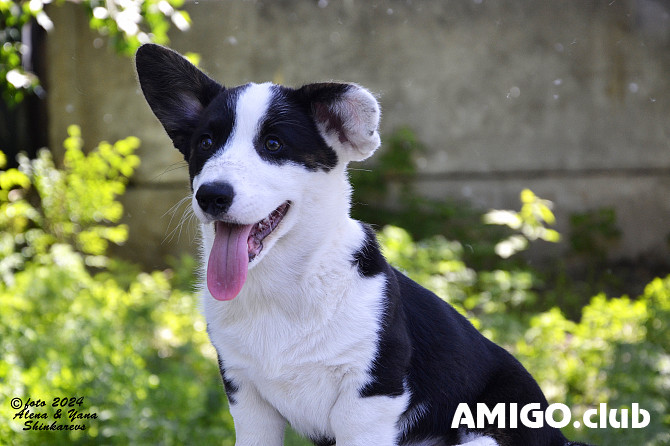 Welsh corgi cardigan puppy, male, female show class FCI Pavlodar  Pavlodar - photo 1