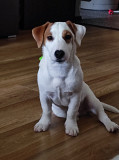 Jack russelli terjer mees show class FCI paaritumiseks Tol'yatti  Tol'yatti