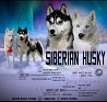 Husky de siberie chiot, masculin show class FCI Volgograd  Volgograd