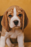 Beagle puppy, male show class FCI Tver  Delivery from Tver