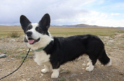 Welsh corgi cardigan masculin show class FCI pour l'accouplement Novokuznetsk  Novokuznetsk
