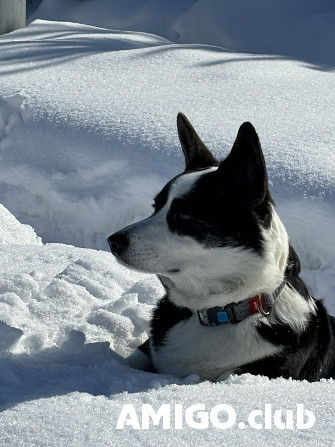 Welsh corgi cardigan mees show class FCI paaritumiseks Novokuznetsk  Novokuznetsk - изображение 1