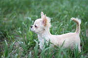 Chihuahueño pelo largo cachorro, masculino breed class FCI Sankt-Peterburg  Delivery from Sankt-Peterburg