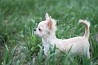 Chihuahua long-haired puppy, male breed class FCI Sankt-Peterburg  Delivery from Sankt-Peterburg