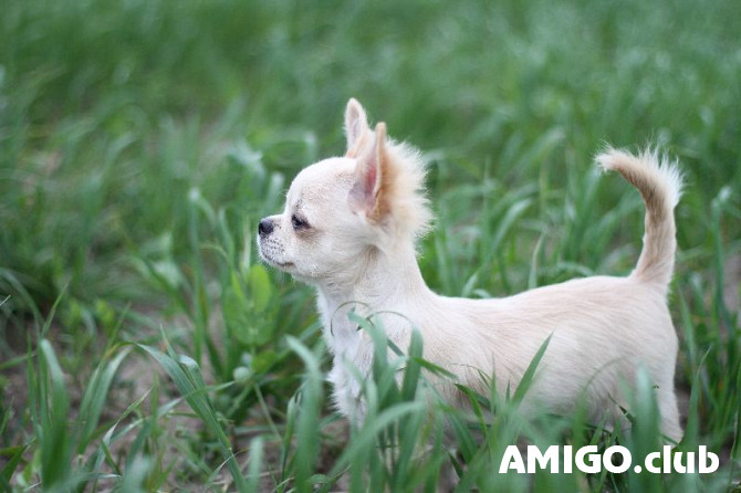 Chihuahua poil long chiot, masculin breed class FCI Sankt-Peterburg  Sankt-Peterburg - изображение 1