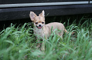 Chihuahua pikakarvaline kutsikas, mees breed class FCI Sankt-Peterburg  доставка из г.Sankt-Peterburg