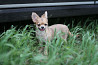 Chihuahua long-haired puppy, male breed class FCI Sankt-Peterburg  Delivery from Sankt-Peterburg