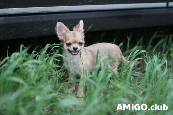 Chihuahua poil long chiot, masculin breed class FCI Sankt-Peterburg  Sankt-Peterburg - изображение 1