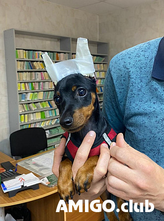 Zwergpinscher hündchen, weiblich FCI Tver  Tver - изображение 1