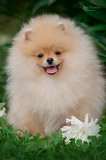 Deutscher spitz zwerg (pomeranian) hündchen, weiblich show class FCI Sankt-Peterburg  доставка из г.Sankt-Peterburg