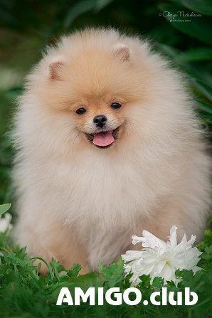 German spitz toy (pomeranian) puppy, female show class FCI Sankt-Peterburg  Sankt-Peterburg - photo 1