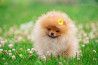 German spitz toy (pomeranian) puppy, female show class FCI Sankt-Peterburg  Sankt-Peterburg