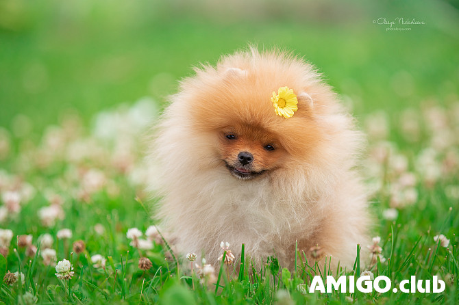 German spitz toy (pomeranian) puppy, female show class FCI Sankt-Peterburg  Sankt-Peterburg - photo 1