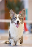 Welsh corgi cardigan männlich show class FCI zur paarung Kazan'  Kazan'