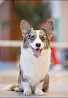 Welsh corgi cardigan mees show class FCI paaritumiseks Kazan'  Kazan'