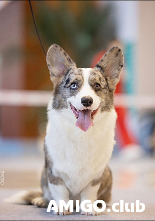 Welsh corgi cardigan mees show class FCI paaritumiseks Kazan'  Kazan' - изображение 1