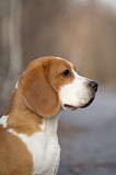 Beagle uros show class FCI parittelua varten Kazan'  Kazan'