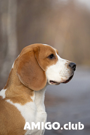 Beagle male show class FCI for mating Kazan'  Kazan' - photo 1