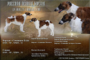 Vene hurt – borzoi kutsikas, mees, naissoost show class FCI Sterlitamak  Sterlitamak