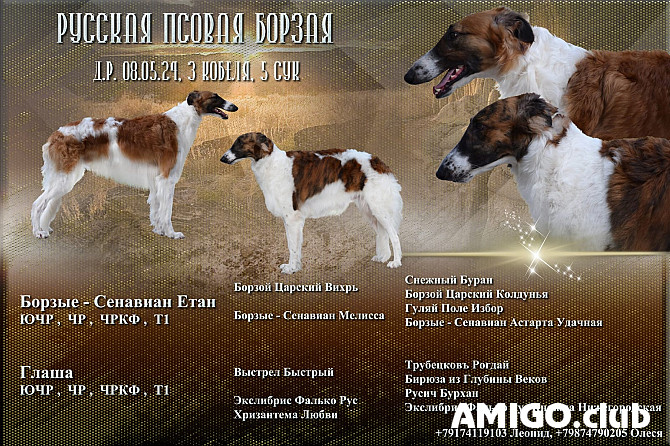 Borzoi - lebrel ruso para la caza cachorro, masculino, mujer show class FCI Sterlitamak  Sterlitamak - photo 1