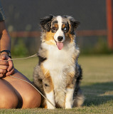 Miniatiūrinis amerikos aviganis šuniukas, moteris breed class FCI Minsk  Minsk