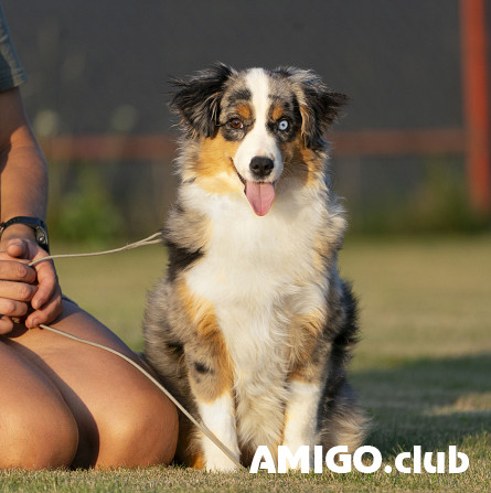 Miniature american shepherd cachorro, mujer breed class FCI Minsk  Minsk - photo 1