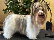 Yorkshire terrier junior, weiblich show class IKU Orenburg  доставка из г.Orenburg