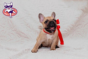 Bouledogue français chiot, masculin show class FCI Ivanovo  доставка из г.Ivanovo