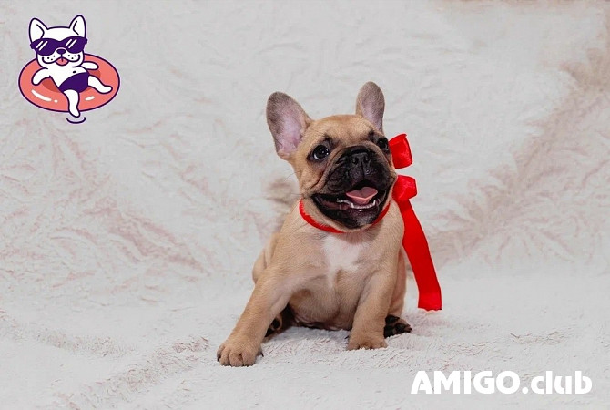 French bulldog puppy, male show class FCI Ivanovo  Ivanovo - photo 1