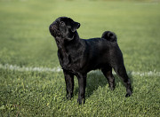 Pug puppy, male show class FCI Nizhniy Novgorod  Nizhniy Novgorod