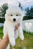 Samoyed puppy, male, female show class FCI Vologda  Delivery from Vologda