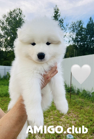 Samoyedo cachorro, masculino, mujer show class FCI Vologda  Vologda - photo 1