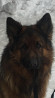 German shepherd dog long and harsh outer coat male show class FCI for mating Kazan'  Kazan'