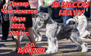 Schnauzer sal y pimienta masculino show class FCI para aparearse Sankt-Peterburg  Delivery from Sankt-Peterburg