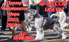 Schnauzer poivre et sel masculin show class FCI pour l'accouplement Sankt-Peterburg  доставка из г.Sankt-Peterburg