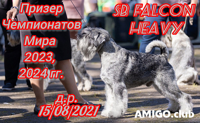 Schnauzer pfeffersalz männlich show class FCI zur paarung Sankt-Peterburg  Sankt-Peterburg - изображение 1