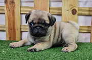 Mops kutsikas, mees pet class AKC Kyzylorda  Kyzylorda