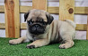 Pug puppy, male pet class AKC Kyzylorda  Kyzylorda