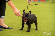 Bouledogue français chiot, masculin show class FCI Krasnoyarsk  доставка из г.Krasnoyarsk