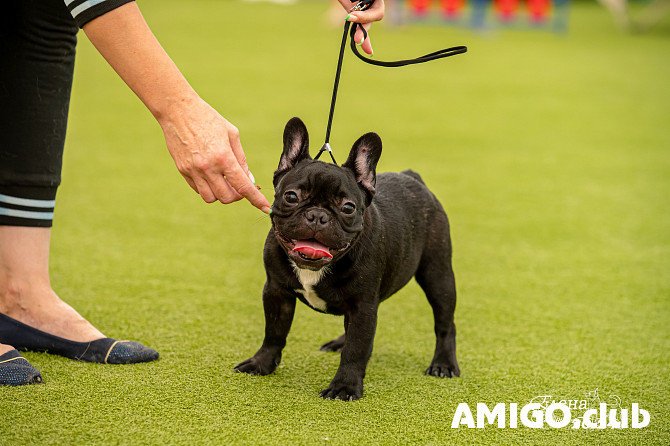 Bouledogue français chiot, masculin show class FCI Krasnoyarsk  Krasnoyarsk - изображение 1