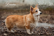 Welsh corgi pembroke noorem, naissoost pet class FCI Voronezh  доставка из г.Voronezh