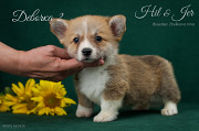 Welsh corgi pembroke chiot, masculin, femme breed class FCI Voronezh  доставка из г.Voronezh