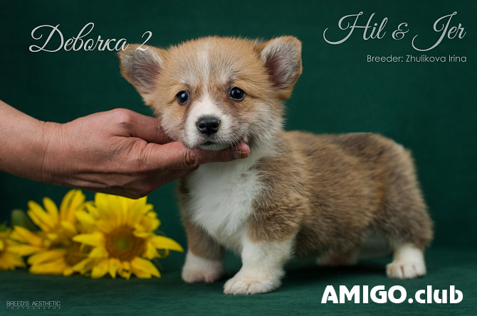 Welsh corgi pembroke cachorro, masculino, mujer breed class FCI Voronezh  Voronezh - photo 1