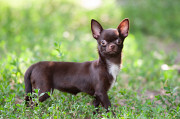 Chihuahua poil court chiot, femme pet class FCI Voronezh  доставка из г.Voronezh