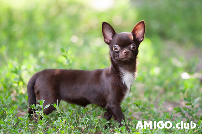 Chihuahua short-haired puppy, female pet class FCI Voronezh  Voronezh - photo 1