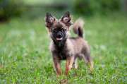 Chihuahueño pelo largo cachorro, masculino pet class FCI Voronezh  Voronezh